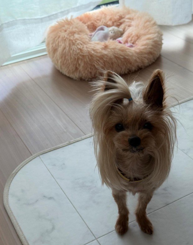 顔周りの長い毛が自慢だよ