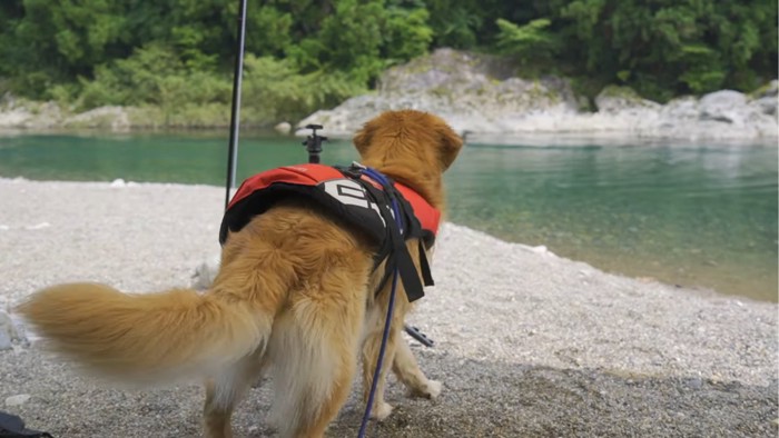 立ち上がった犬