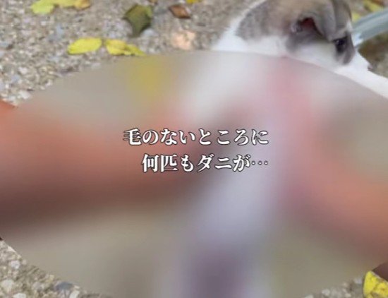 お腹はダニがいっぱい