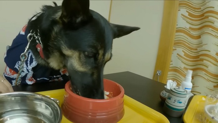 ご飯を食べる犬