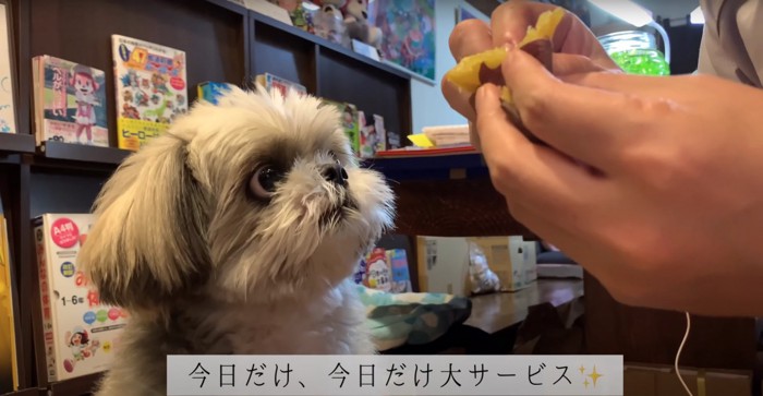 飼い主が焼き芋をちぎるのを待っている犬