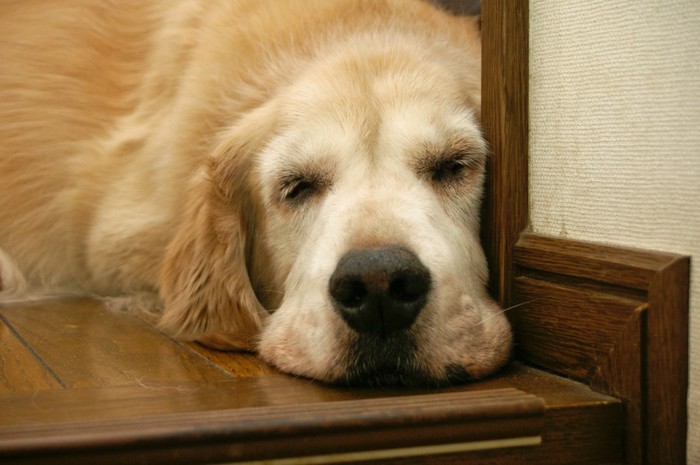 階段で寝ている犬