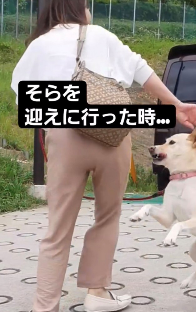 飼い主に飛びつこうとする犬1