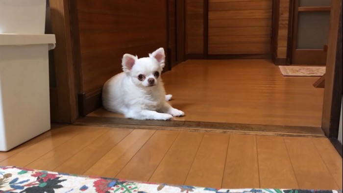 不満そうな顔をする犬