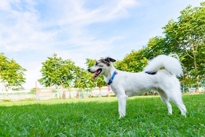 ドッグランに立つ犬