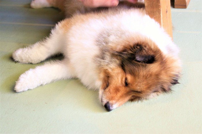 横になって眠っている犬