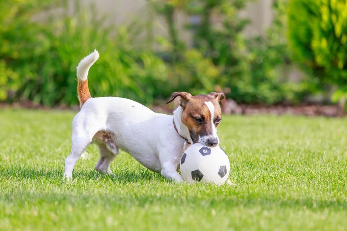 ボールで遊ぶ犬