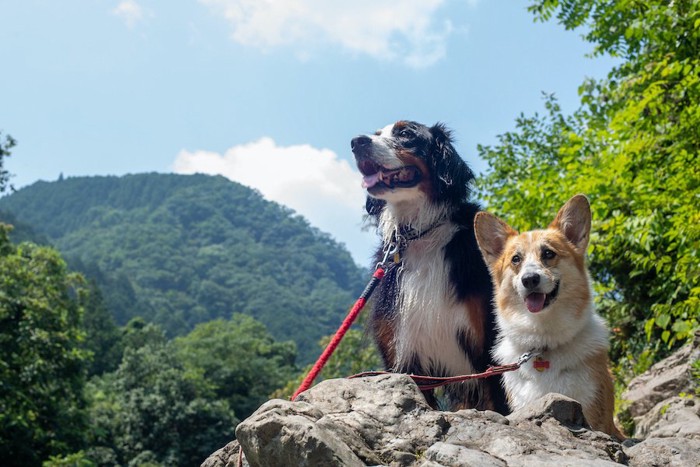 岩に乗って景色を見るバーニーズとコーギー