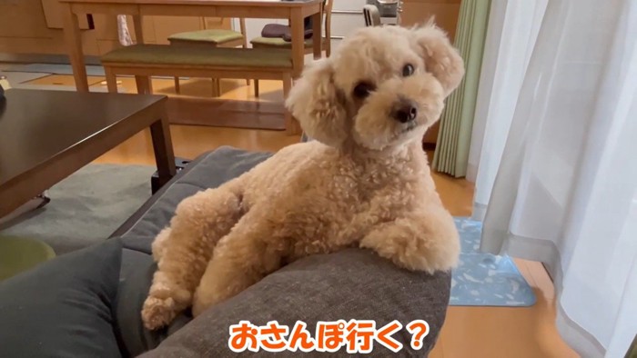 「え、お散歩？なんですかそれ？」