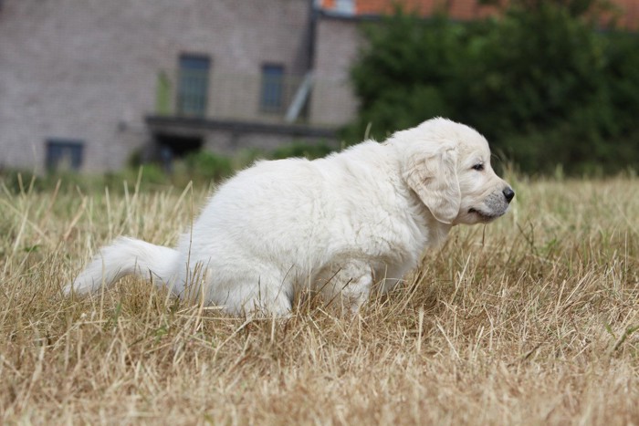 ゴールデンの子犬がうんちをする様子