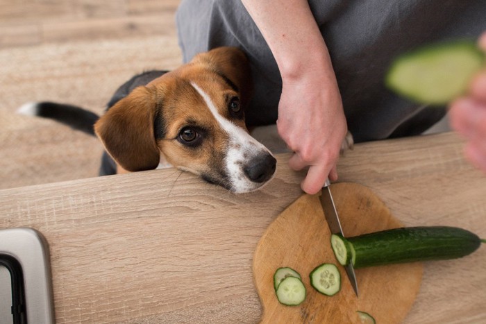 テーブルの食べものを見る犬