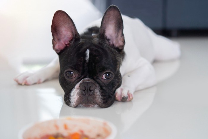 ご飯を残して伏せる犬