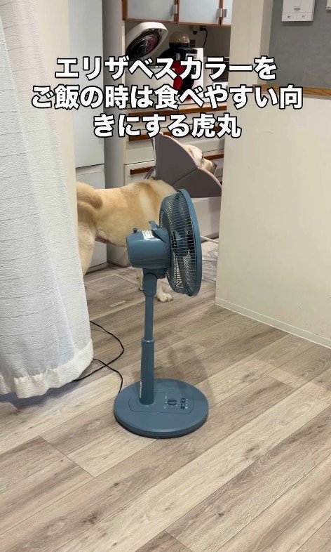 「早くご飯が食べたいな～♪」