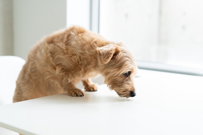 なにか探している犬