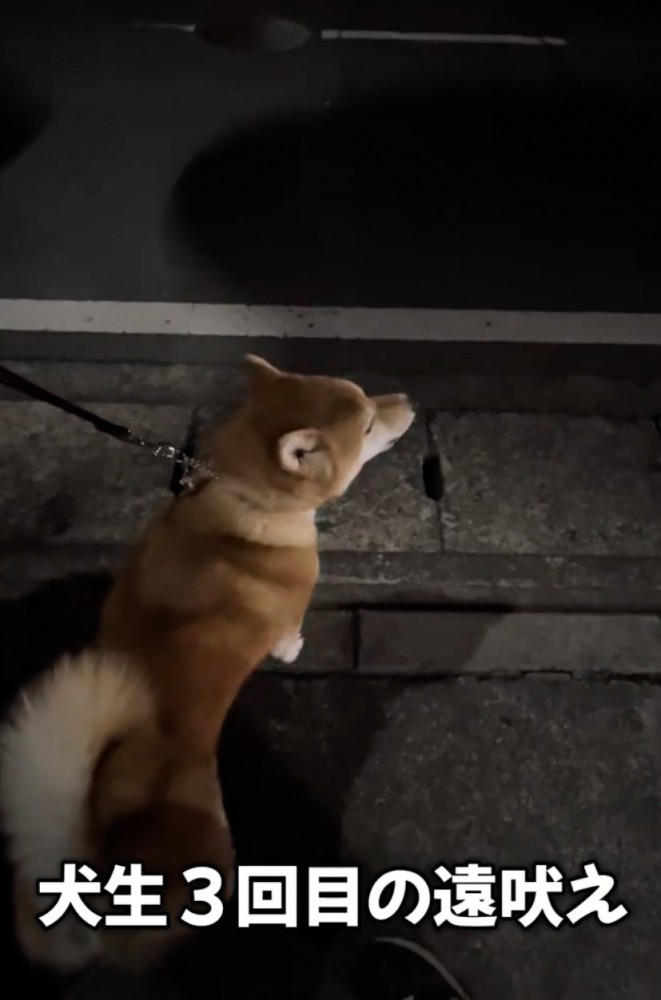 お散歩中のロタくん