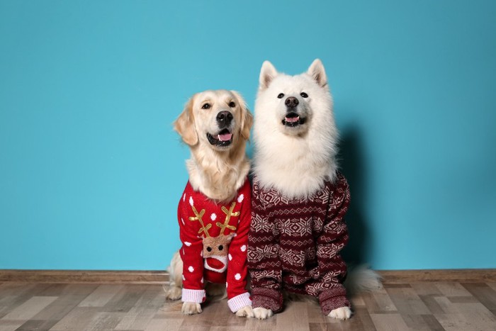 並んで座る部屋着を着た2頭の大型犬