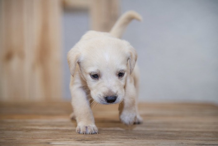 よちよち歩きで向かってくる子犬