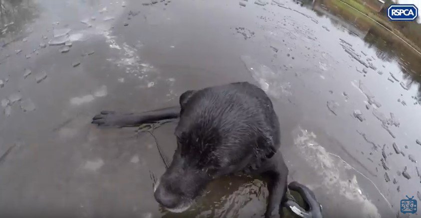 犬を引き寄せる