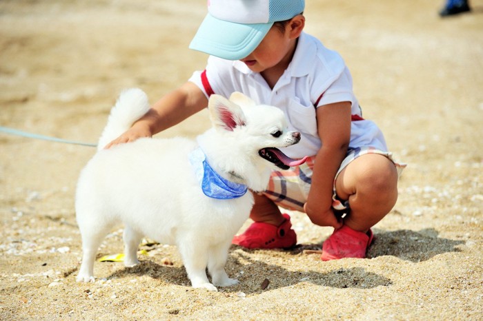 白いチワワと子供