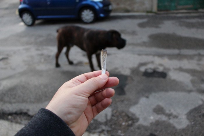 煙草を吸殻を持つ手と犬