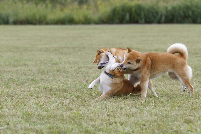 じゃれ合う三頭の柴犬