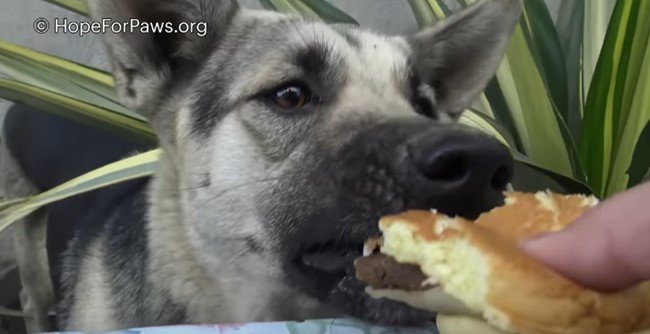 手から直接食べ物を受け取る犬