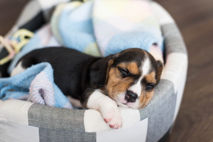 ベッドで眠るビーグルの子犬