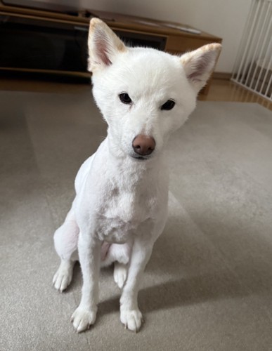 柴犬