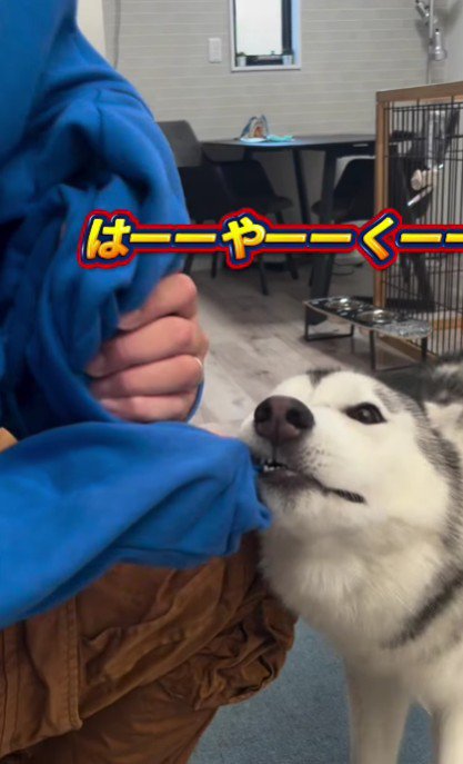 「早くお散歩に行こう!!」