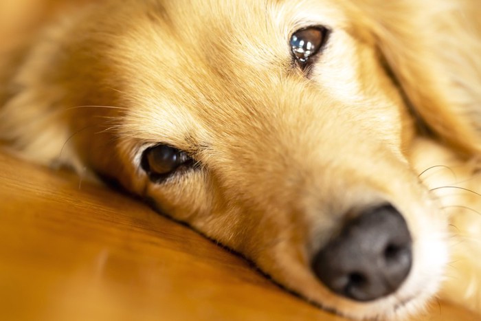 横たわっている犬の顔アップ