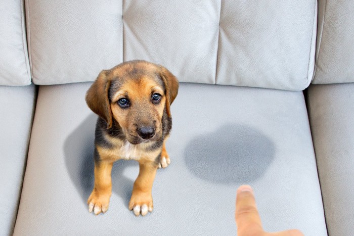 粗相をした子犬と男性の指