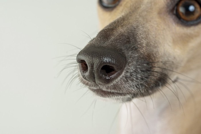 犬の鼻アップ