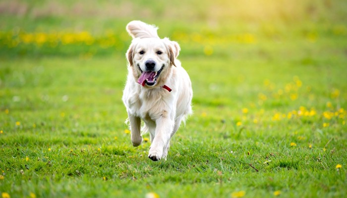 芝生の上を毛をなびかせながら走る犬