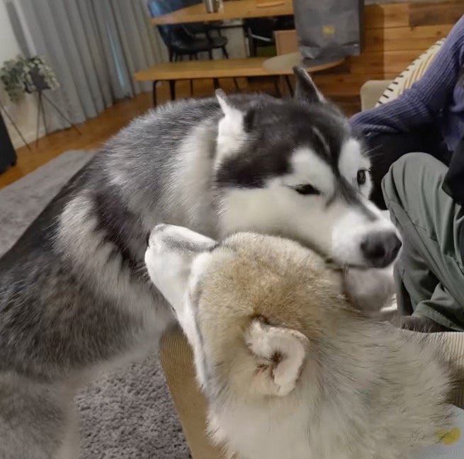 シルバーのハスキー犬の耳を甘噛みする黒いハスキー犬