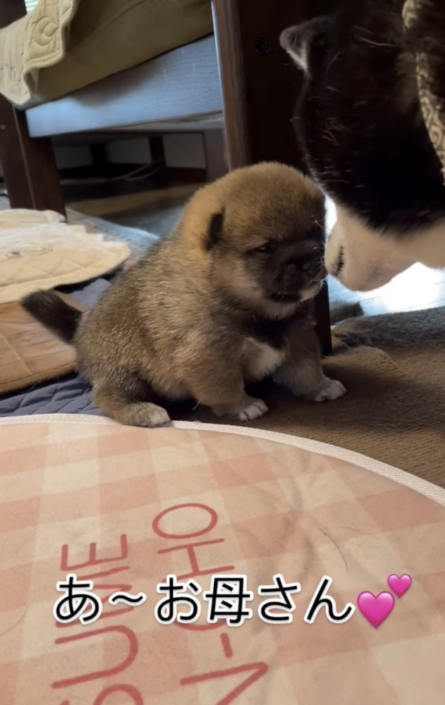 母犬と目が合う子犬2