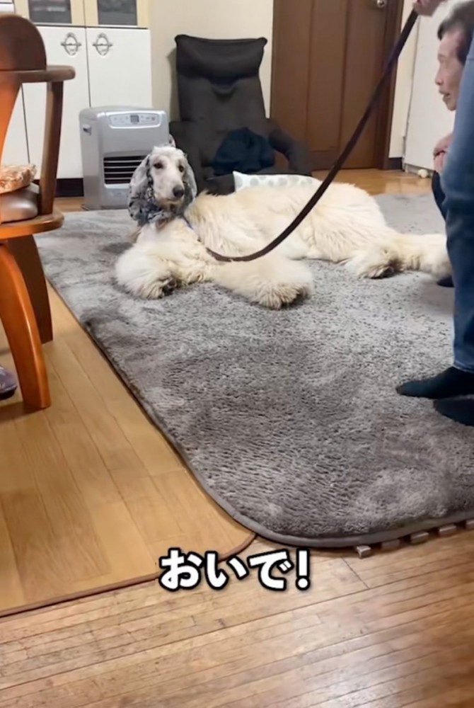 「おいで！」