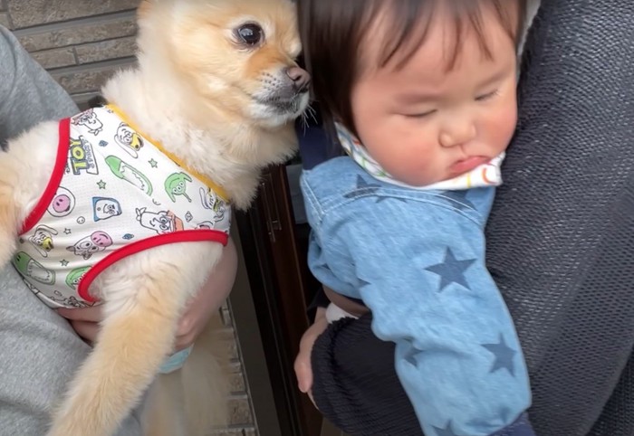 赤ちゃんに顔を寄せる犬