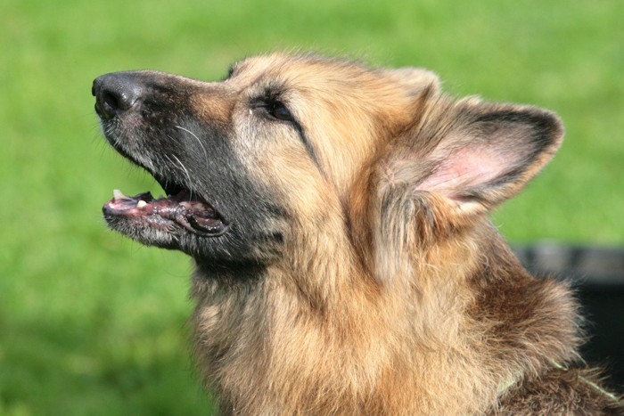 吠える犬