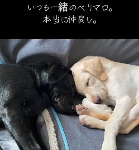 頭をくっつけて寝ている2匹の犬