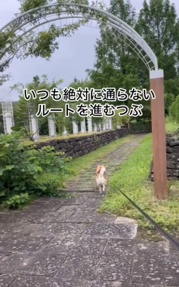 公園を進む犬