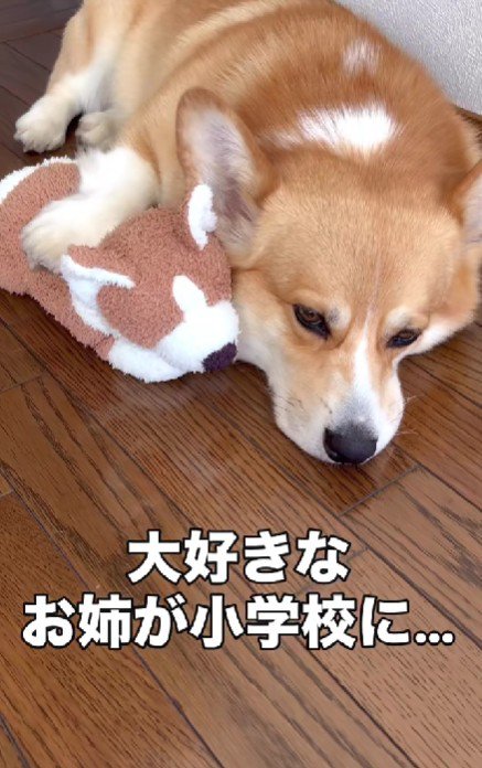 お姉ちゃんが学校に行くと…