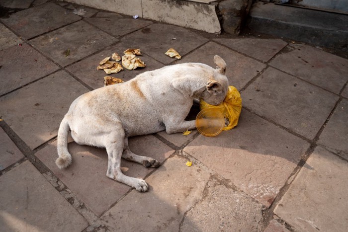 食事中の路上犬