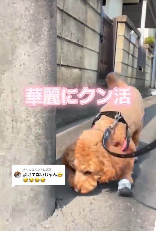 電柱の匂いをクンクン…