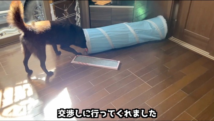 トンネルのおもちゃの中にいる猫に顔を近づける犬