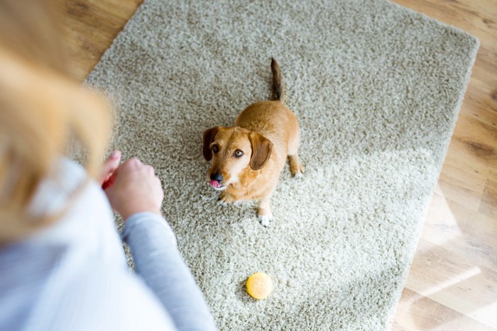 しつけ中の犬