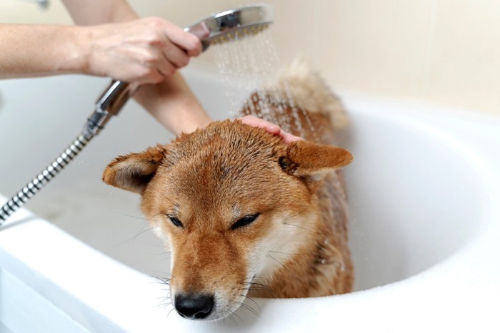 シャワー中の柴犬