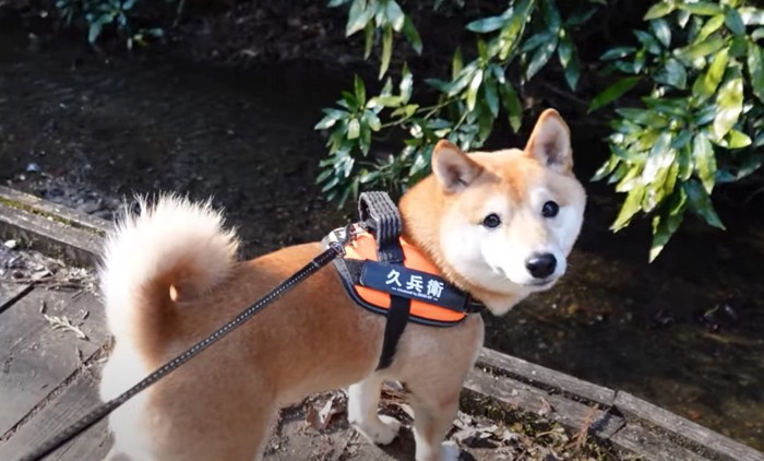 小川をバックに振り返る犬