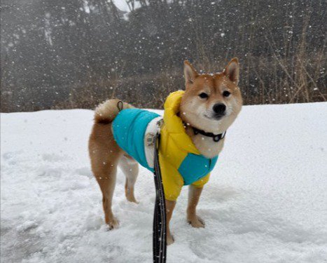 雪の中