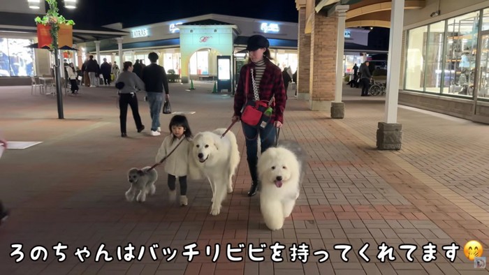 わんこたちとろのちゃん