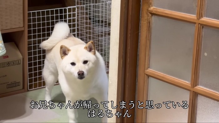 お兄ちゃんが玄関に行くと…
